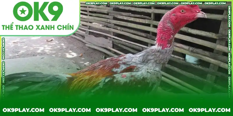 Lưu ý thiết lập chuồng trại thích hợp để có môi trường lý tưởng